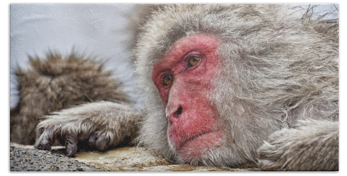 Snow Monkey Beach Towel featuring the photograph Relax by Kuni Photography
