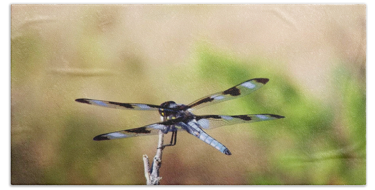 Dragonfly Beach Sheet featuring the photograph Rest Area, Dragonfly on a Branch by Shelli Fitzpatrick