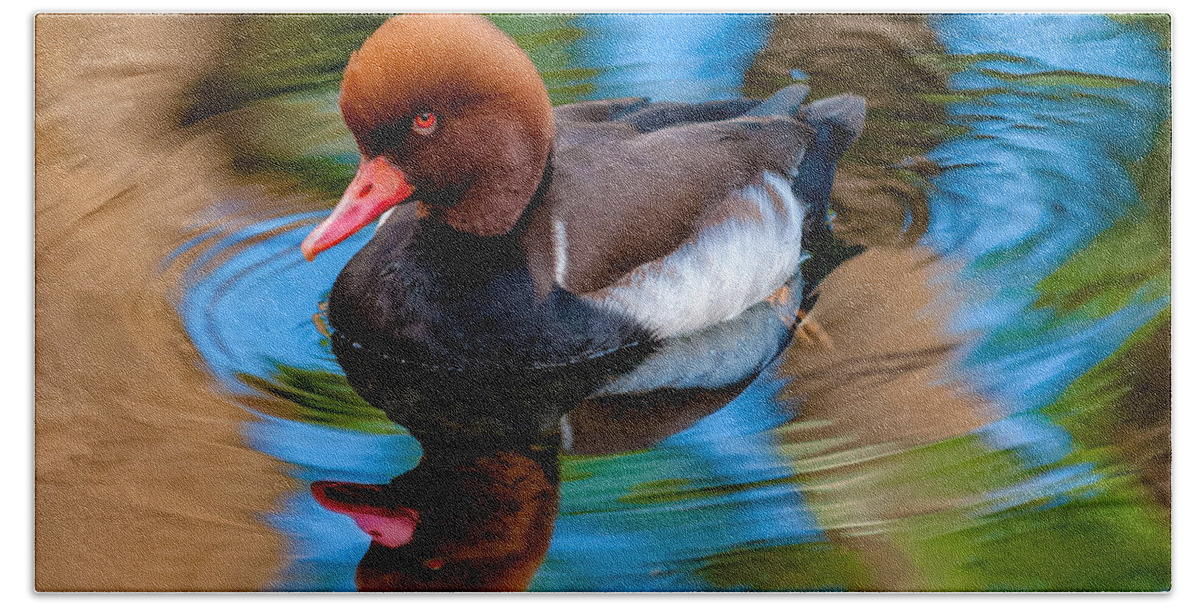 Bird Beach Towel featuring the photograph Resting In Pool Of Colors by Christopher Holmes