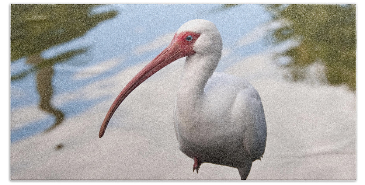 White Ibis Beach Towel featuring the photograph Resting On One Leg by Steven Sparks