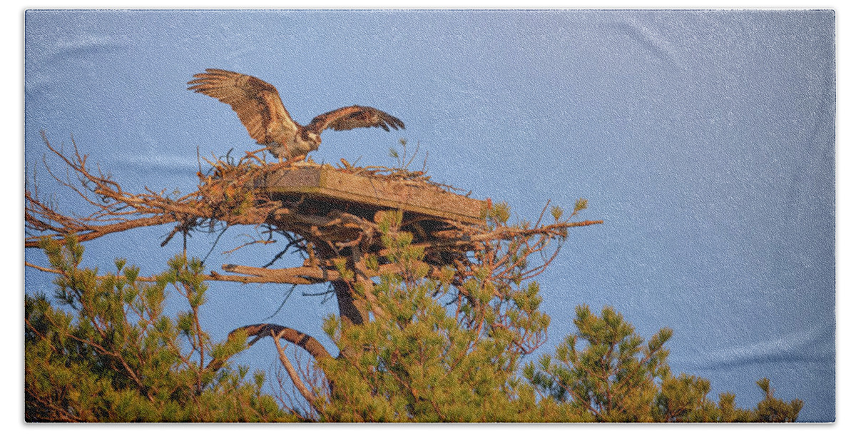 Osprey Beach Towel featuring the photograph Returning to the Nest by Rick Berk