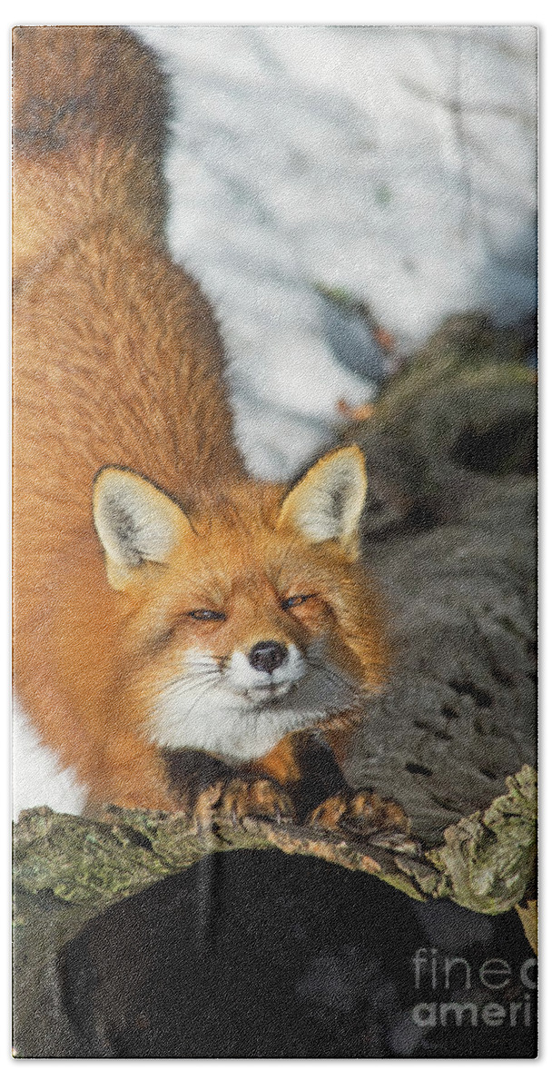 Nina Stavlund Beach Sheet featuring the photograph Reynard the Fox by Nina Stavlund