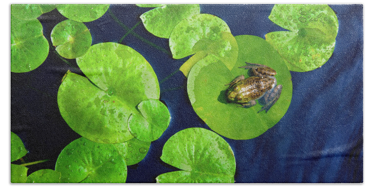 Cornish Beach Towel featuring the photograph Ribbit by Greg Fortier