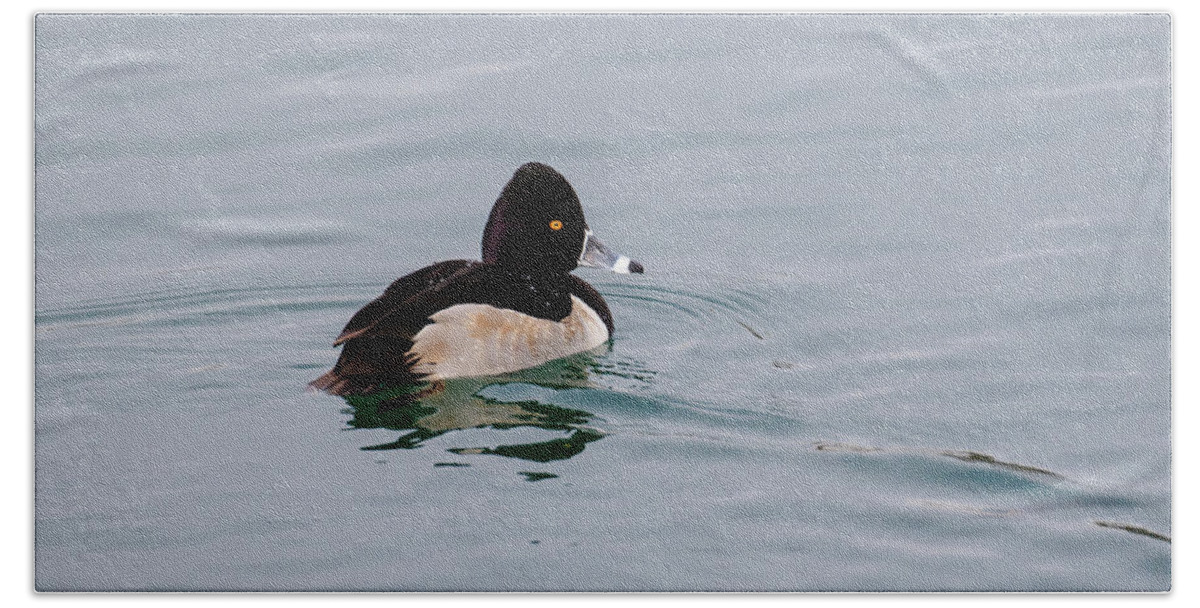 Gary Hall Beach Towel featuring the photograph Ring Necked Duck 2 by Gary Hall