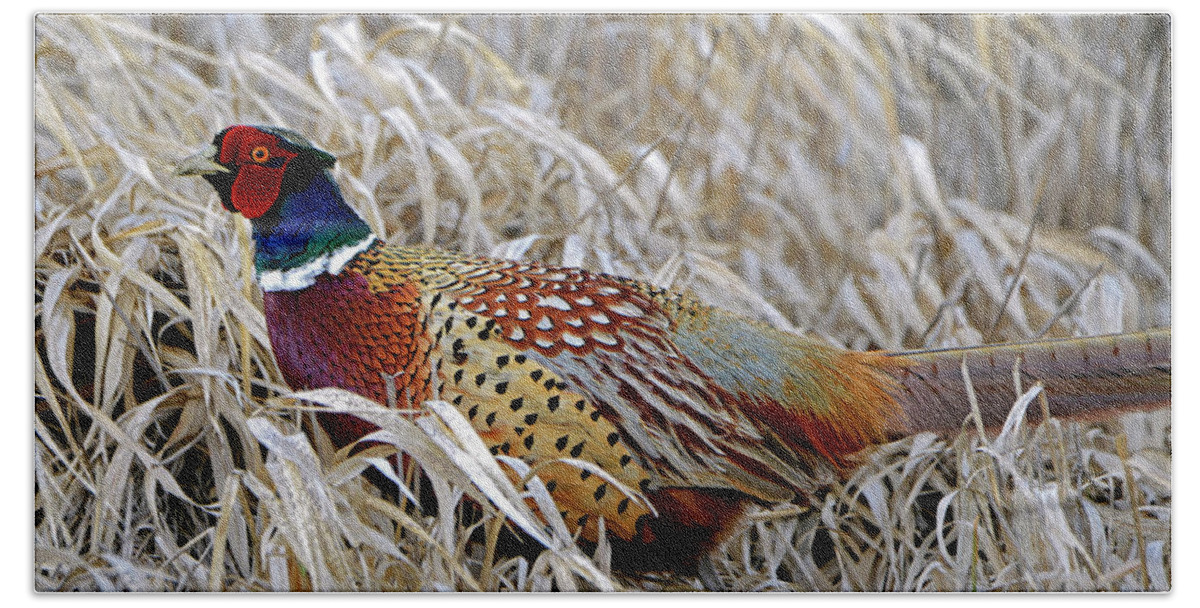 Denise Bruchman Beach Towel featuring the photograph Ring Necked Pheasant by Denise Bruchman