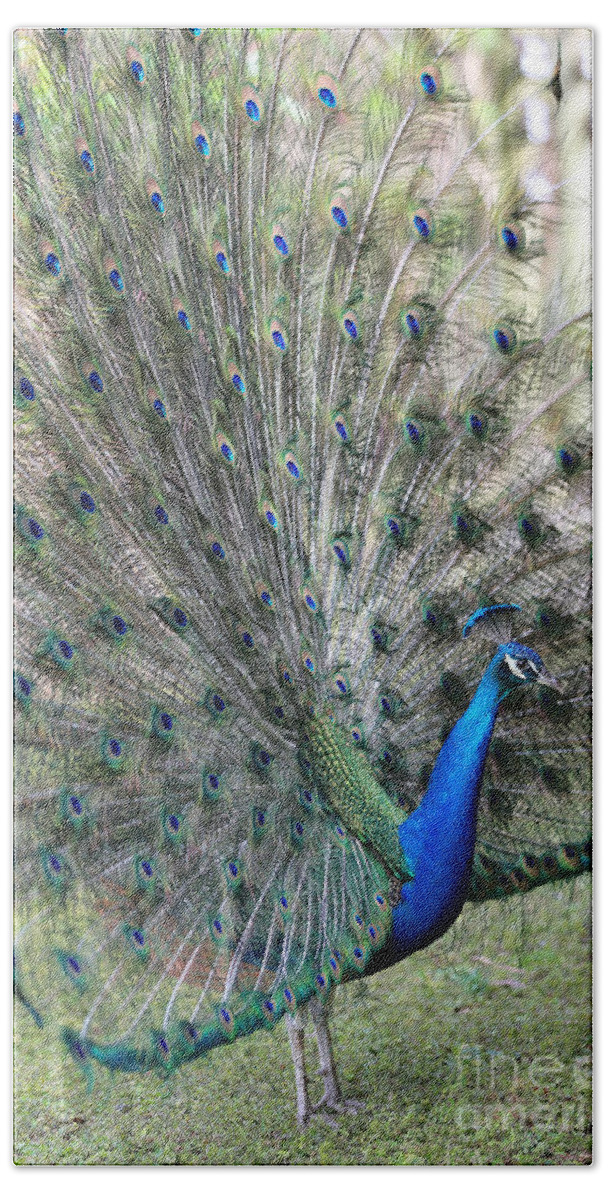Peacock Beach Towel featuring the photograph Rise and Shine Peacock by Carol Groenen