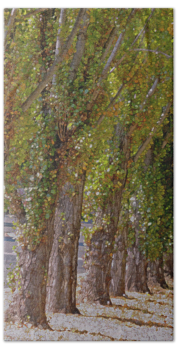Trees Beach Sheet featuring the photograph Rise of Trees, Napa Valley by Lynda Lehmann