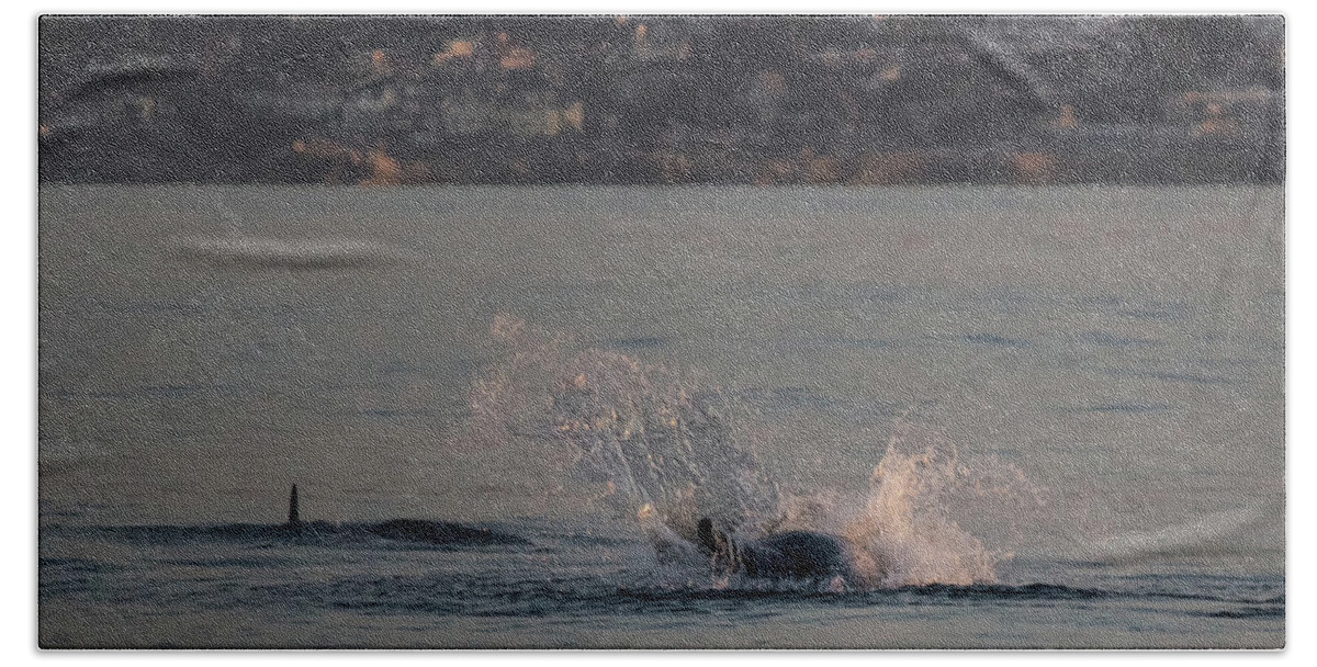 Risso's Beach Sheet featuring the photograph Risso's Dolphins At Play by Suzanne Luft