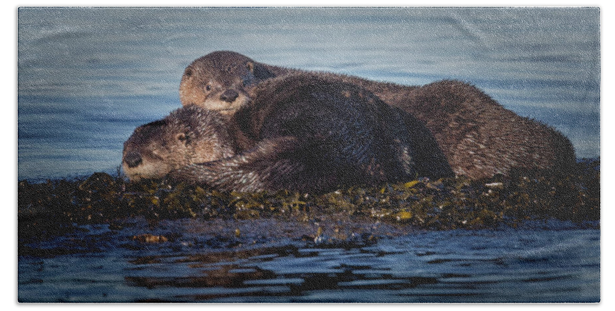 River Otter Beach Sheet featuring the photograph River Otters by Randy Hall