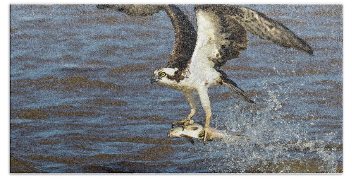 Osprey Beach Towel featuring the photograph River Snatch by Art Cole