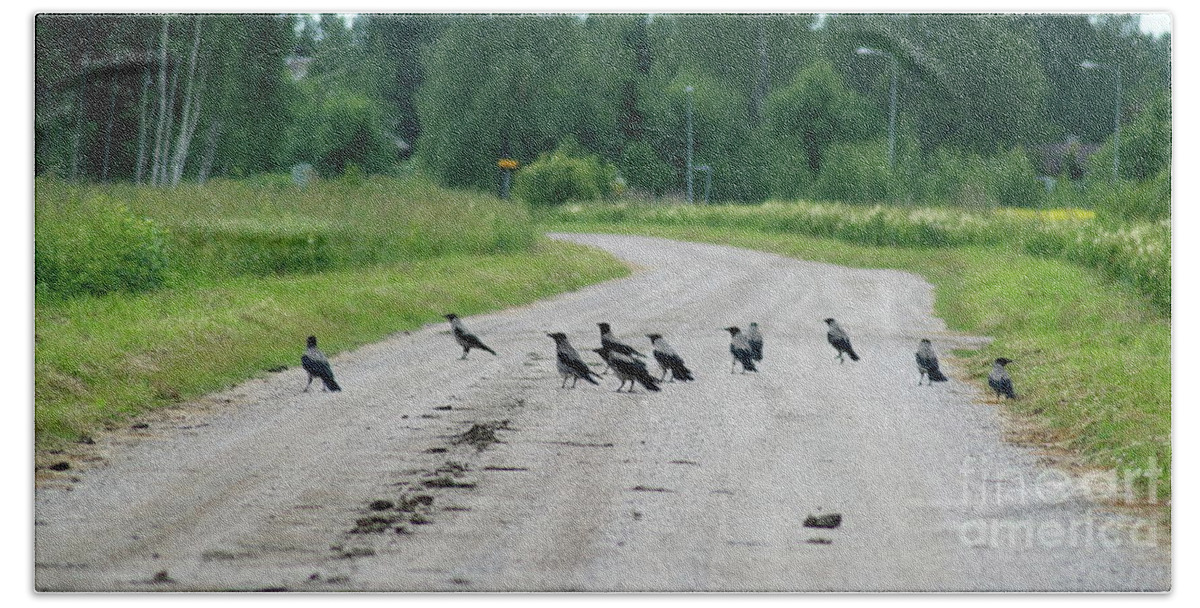 Crows On Road Beach Towel featuring the photograph Roadblock by Esko Lindell