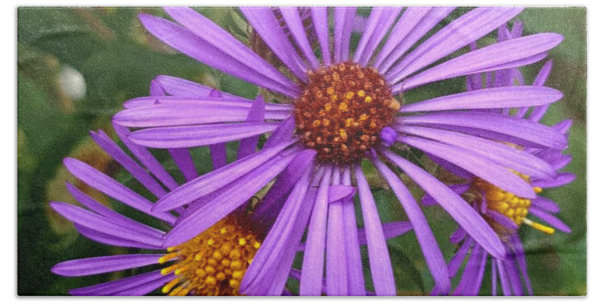 Purple Beach Towel featuring the photograph Roadside flowers by Christina A Pacillo