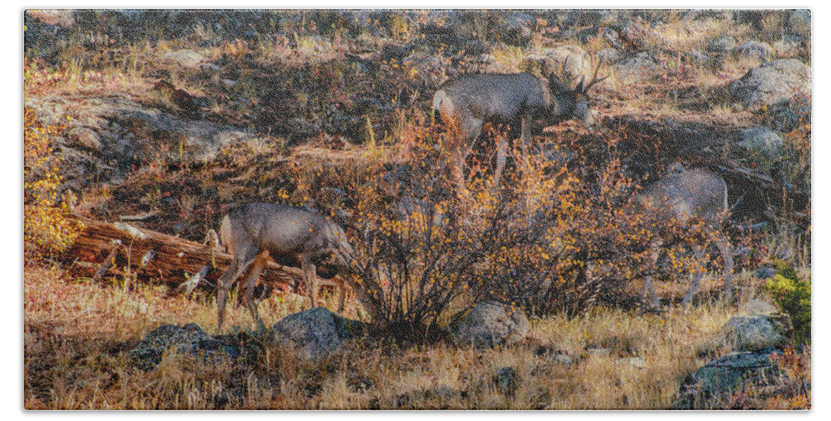  Beach Towel featuring the photograph Rocky Mountain National Park Deer Colorado by Paul Vitko