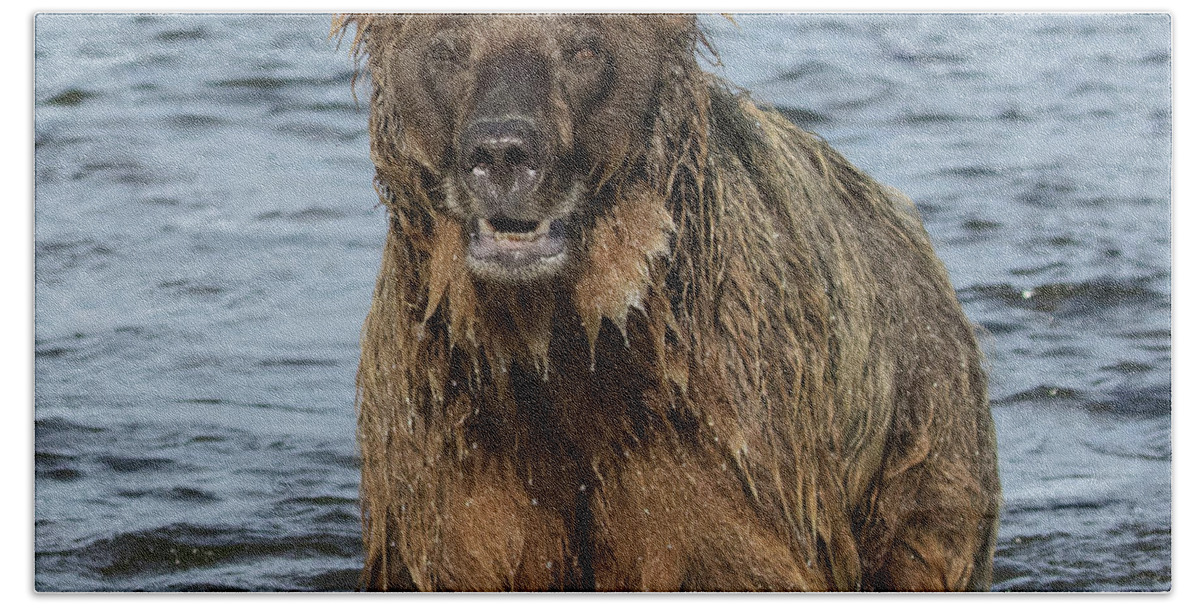 Alaska Beach Towel featuring the photograph Rogue Bear by Cheryl Strahl
