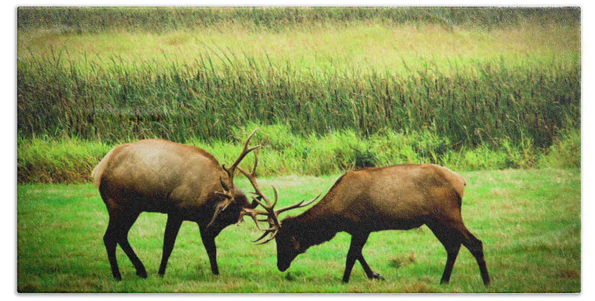 Roosevelt Elk Beach Towel featuring the photograph Roosevelt Elk by Dr Janine Williams