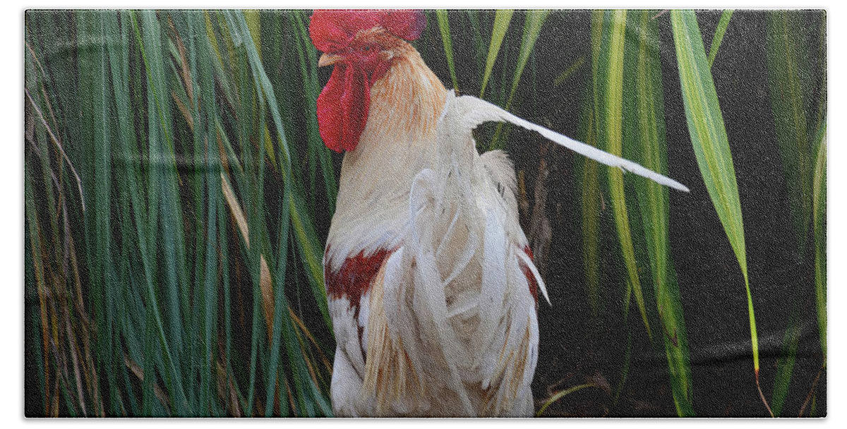 Grasses Beach Towel featuring the photograph Rooster in the Green by Alison Belsan Horton