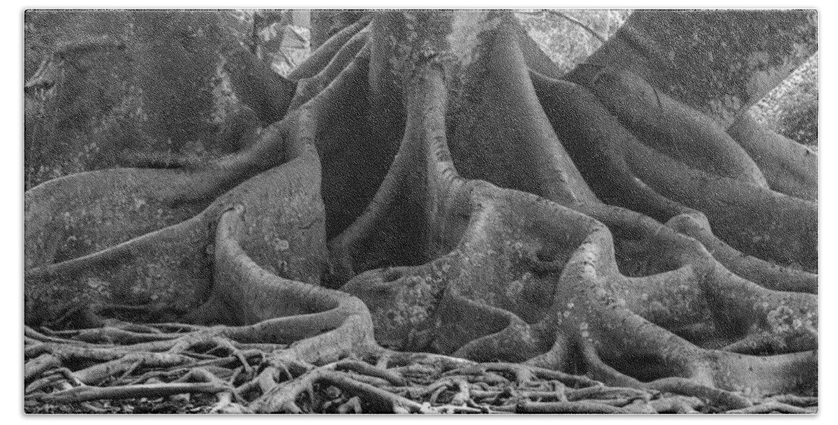 susan Molnar Beach Sheet featuring the photograph Roots Eleven by Susan Molnar