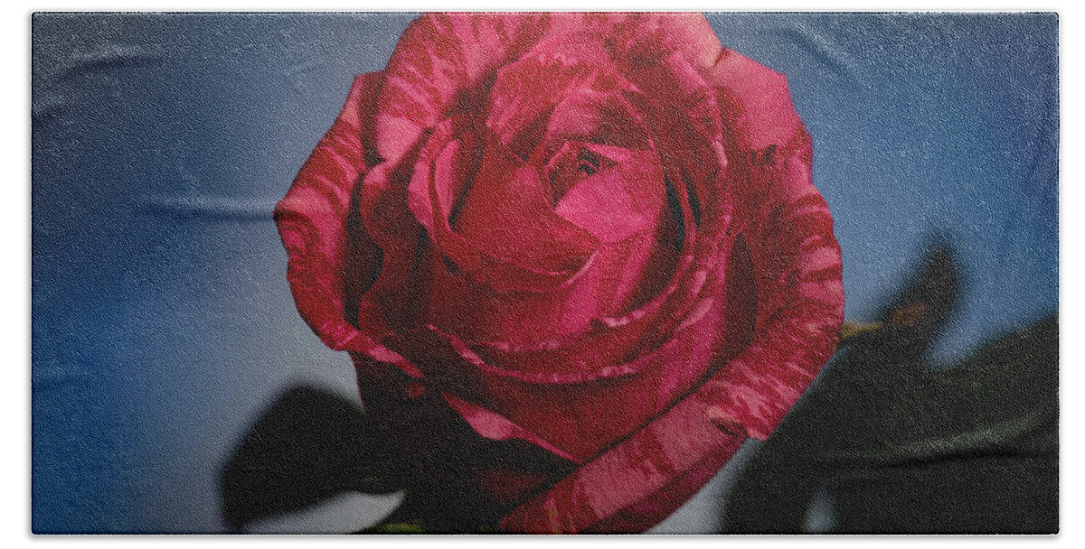 Rose Beach Towel featuring the photograph Rose by Allin Sorenson