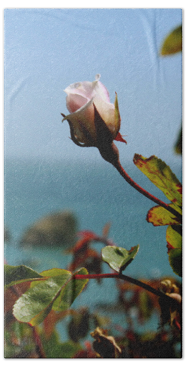 Ocean Beach Towel featuring the photograph Rose by the Sea by Susan Vineyard