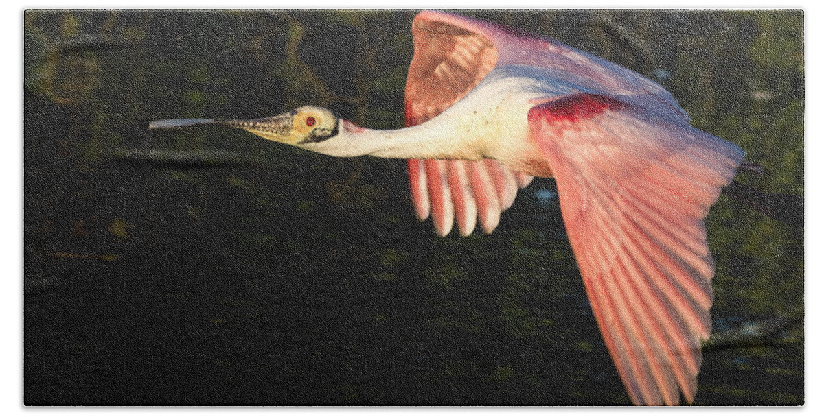 Roseate Beach Towel featuring the photograph Roseate Spoonbill Flight by Jim Miller