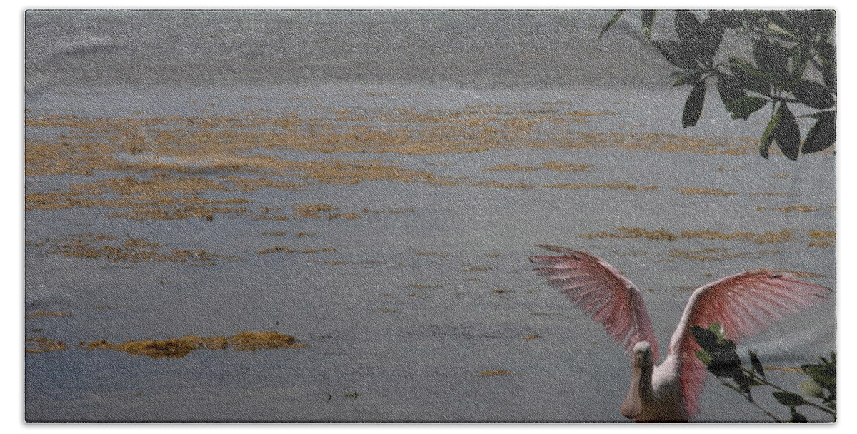 Roseate Spoonbill Beach Towel featuring the photograph Roseate Spoonbill by Kimberly Mohlenhoff