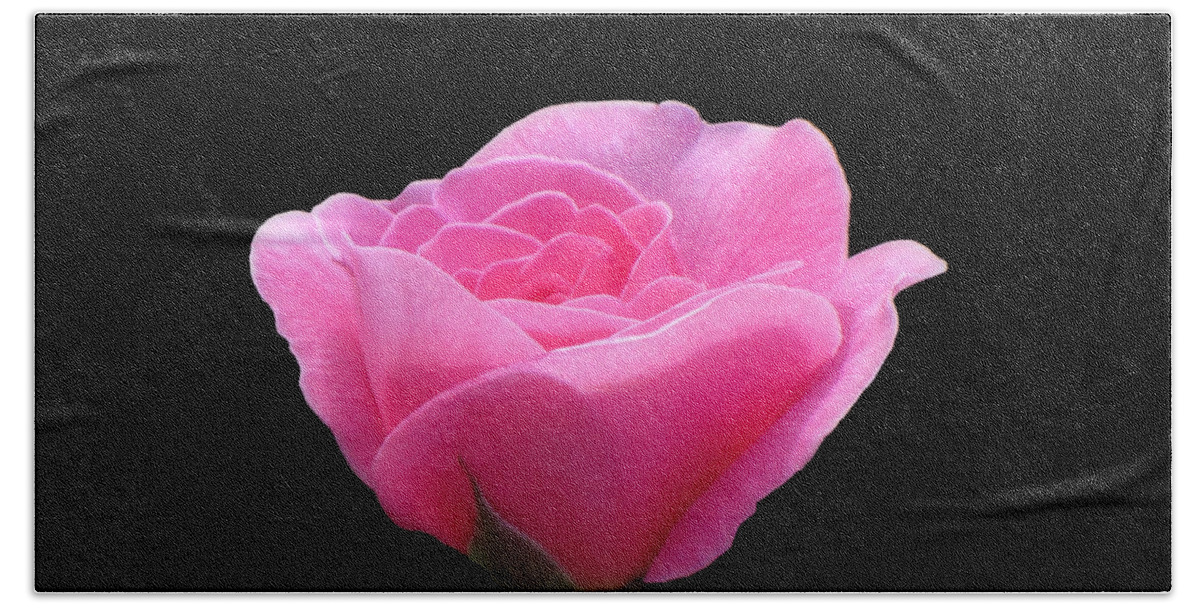 Rose Beach Towel featuring the photograph Roses Are Pink - on Black by MTBobbins Photography