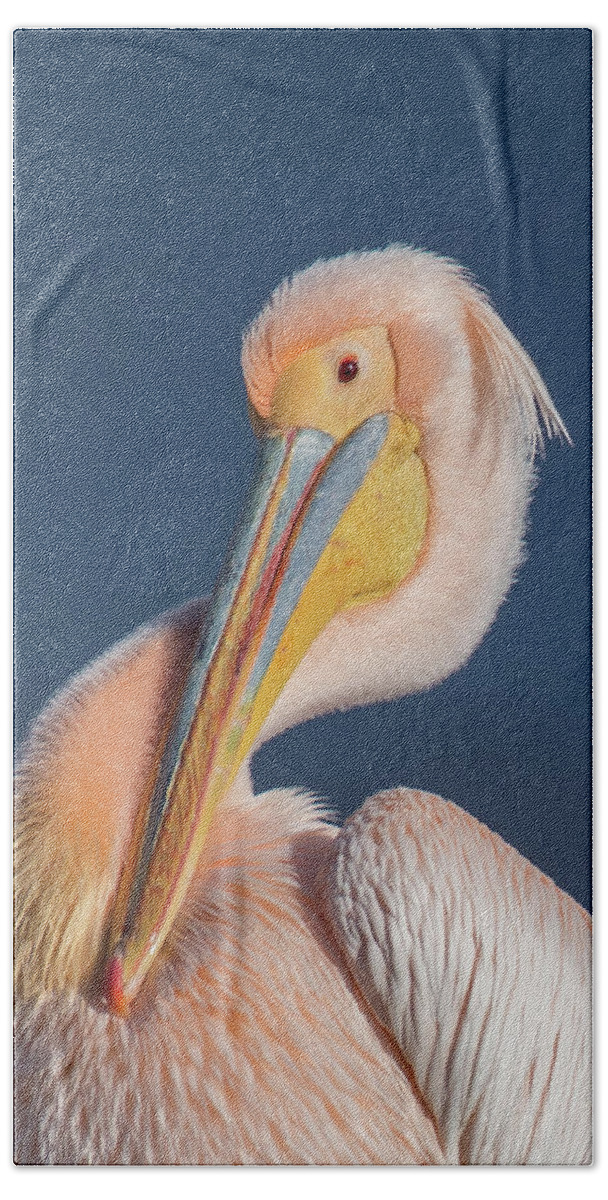 Animal Beach Towel featuring the photograph Rosy pelican - Pelecanus onocrotalus by Jivko Nakev