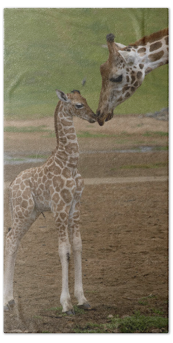 Mp Beach Towel featuring the photograph Rothschild Giraffe Giraffa by San Diego Zoo