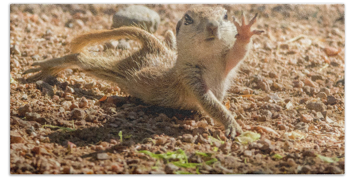 Round-tailed Beach Towel featuring the photograph Round-tailed Ground Squirrel Stretch by Tam Ryan