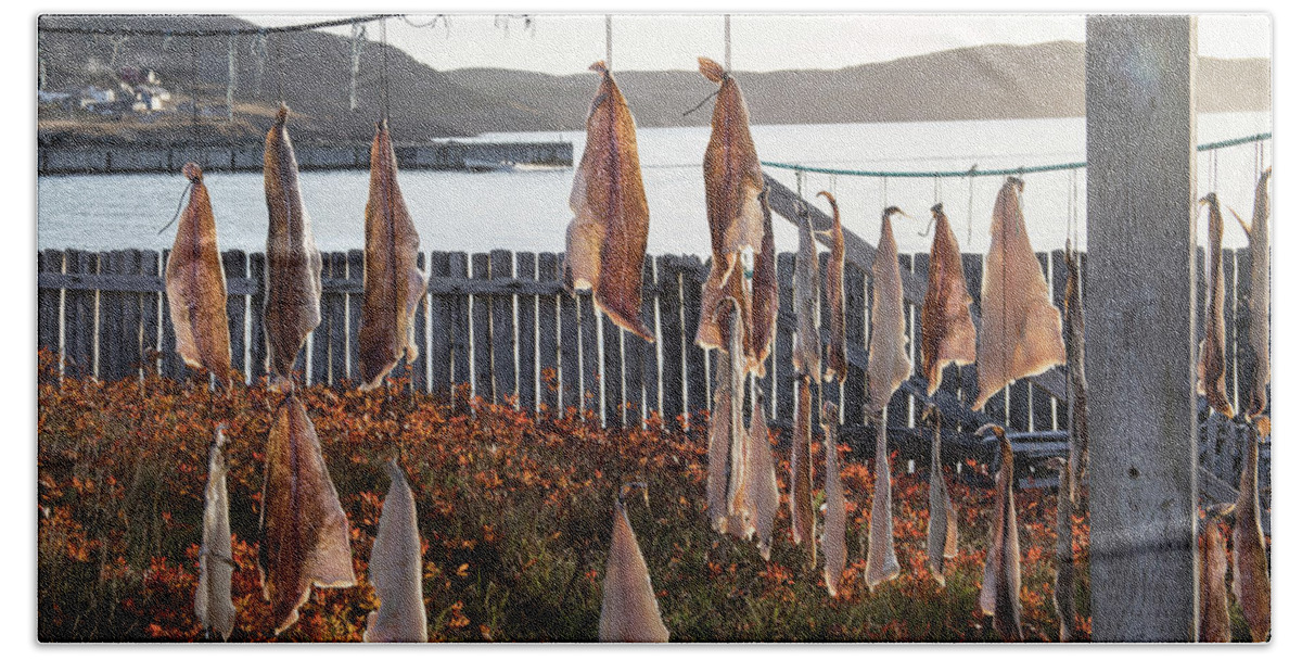 Bonavista Beach Towel featuring the photograph Rows of salt cod pieces drying in Bonavista, NL, Canada by Karen Foley