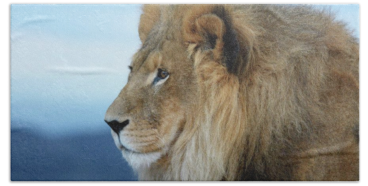 Panthera Leo Beach Towel featuring the photograph Royal Profile by Debra Sabeck