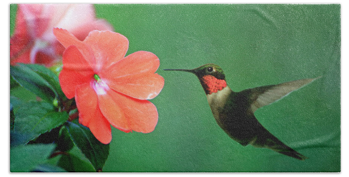 Bird Beach Towel featuring the photograph Ruby-throated Hummingbird by Gary Corbett