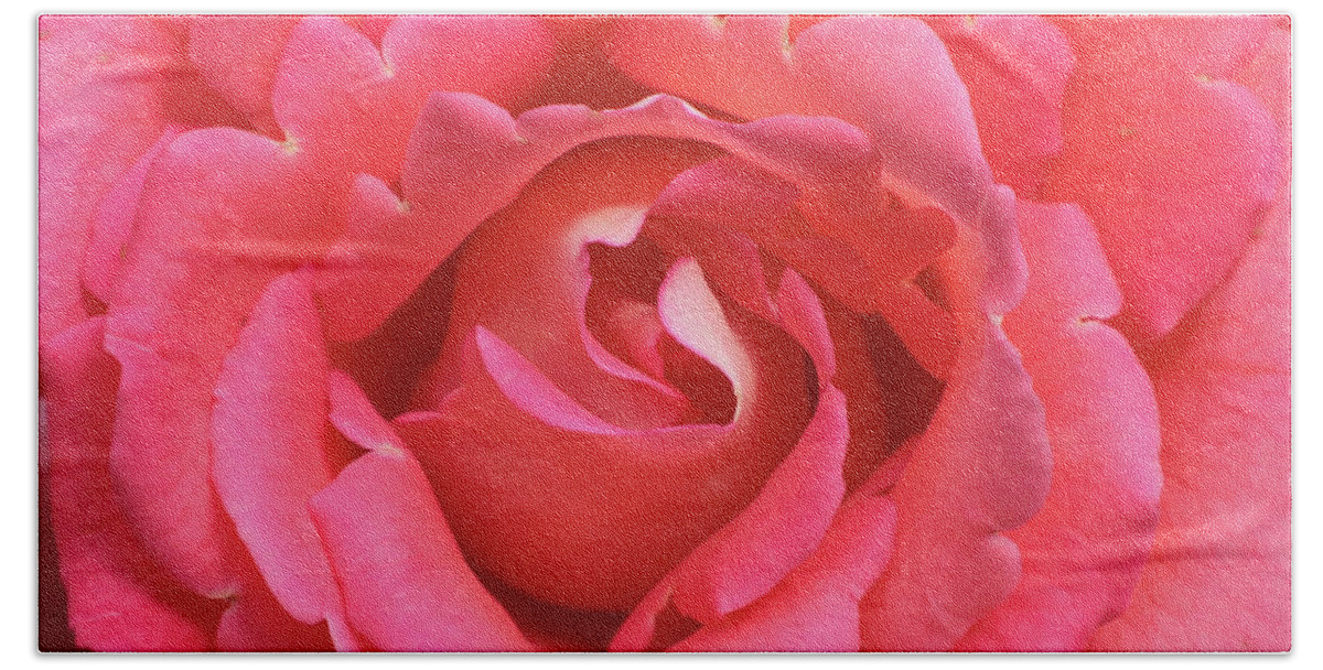 Rose Beach Towel featuring the photograph Ruffly Pink Rose Square by Carol Groenen