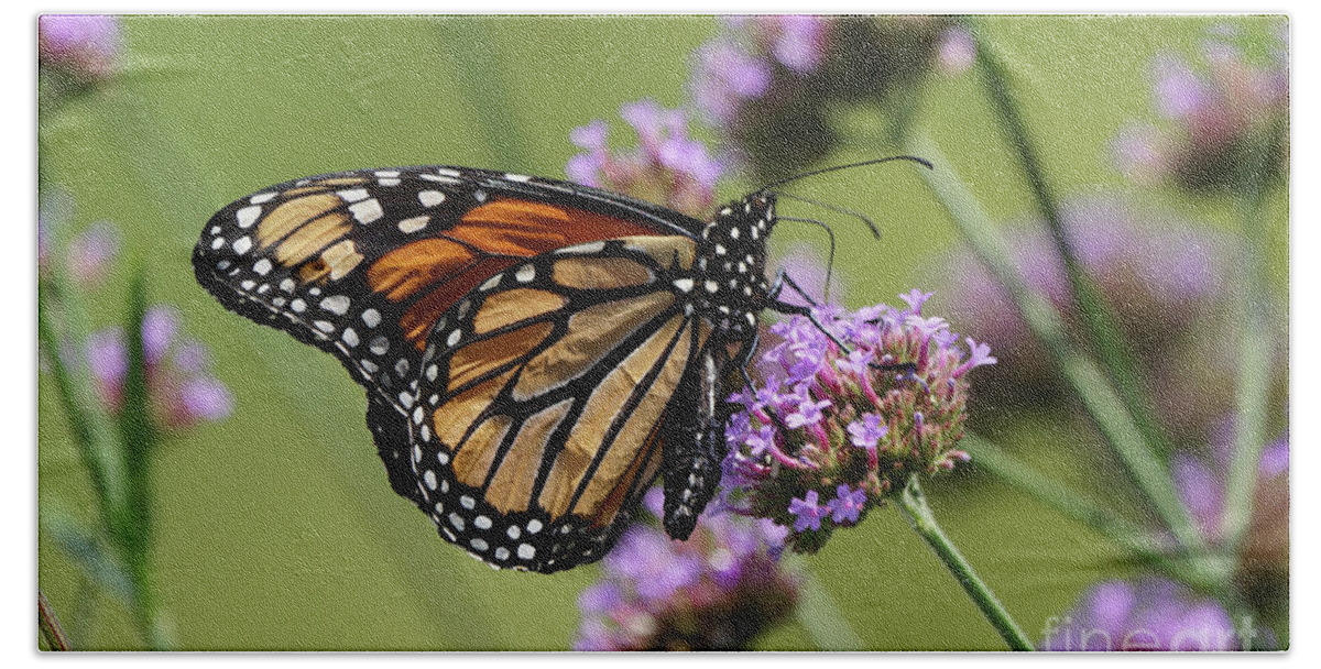 Monarch Beach Towel featuring the photograph Rumpled Monarch Butterfly by Robert E Alter Reflections of Infinity