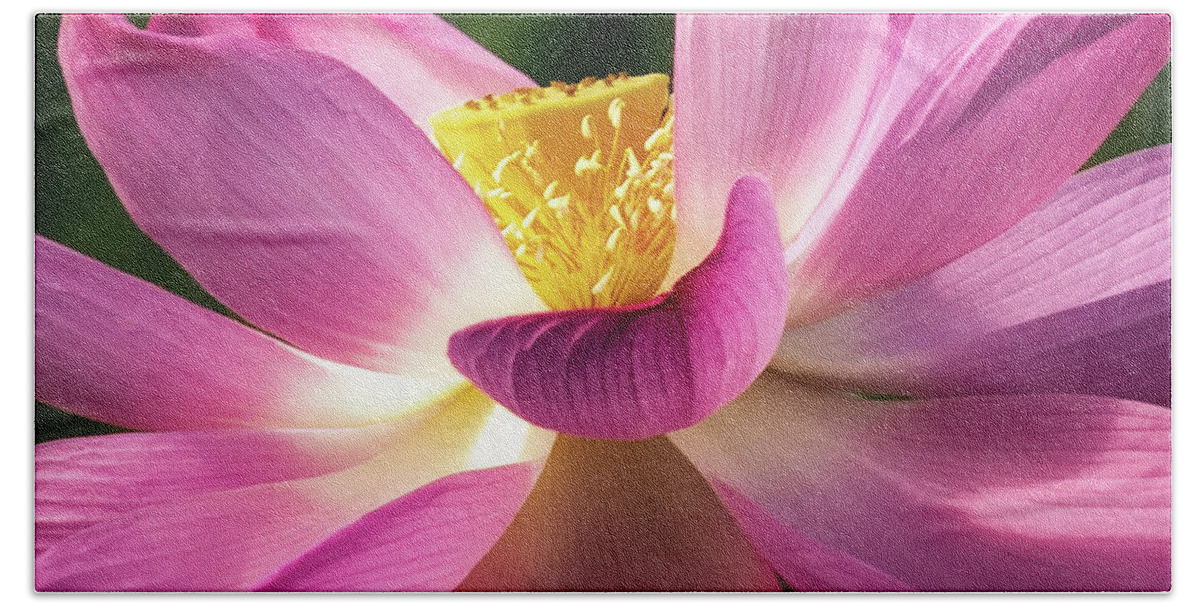 Otus Beach Towel featuring the photograph Sacred Lotus #3 by C Renee Martin