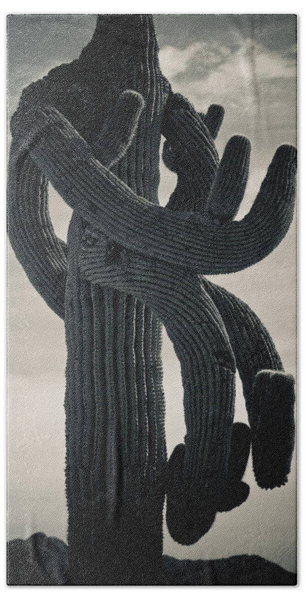 Saguaro Beach Towel featuring the photograph Saguaro Cactus Armed and twisted by James BO Insogna