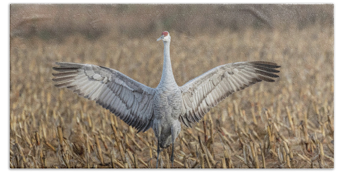 Sandhill Crane Beach Towel featuring the photograph Sandhill Crane 2017-5 by Thomas Young
