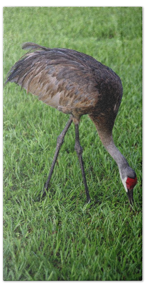 Nature Beach Towel featuring the photograph Sandhill Crane II by Richard Rizzo
