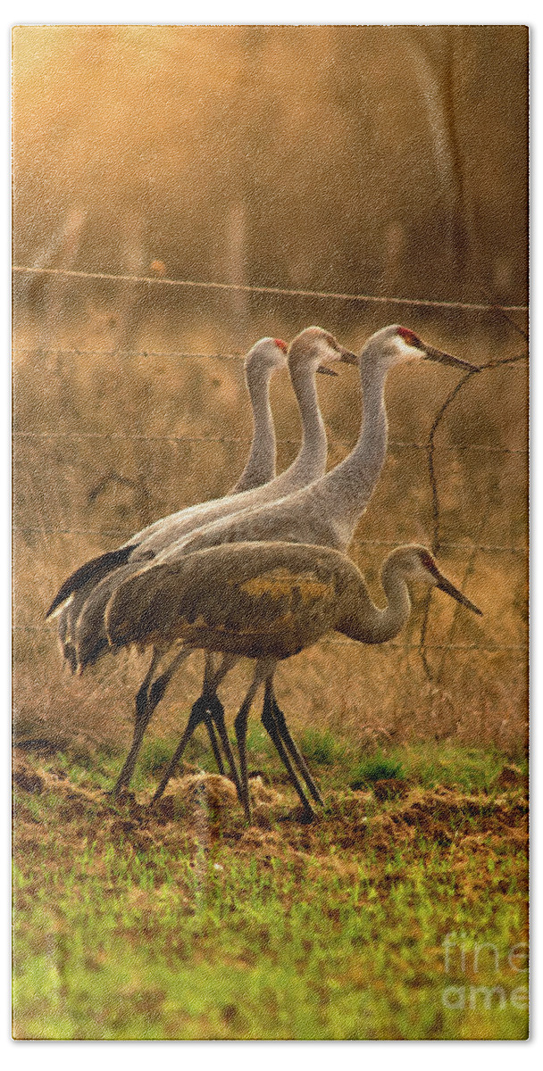 Nature Beach Towel featuring the photograph Sandhill Cranes Texas Fence-Line by Robert Frederick