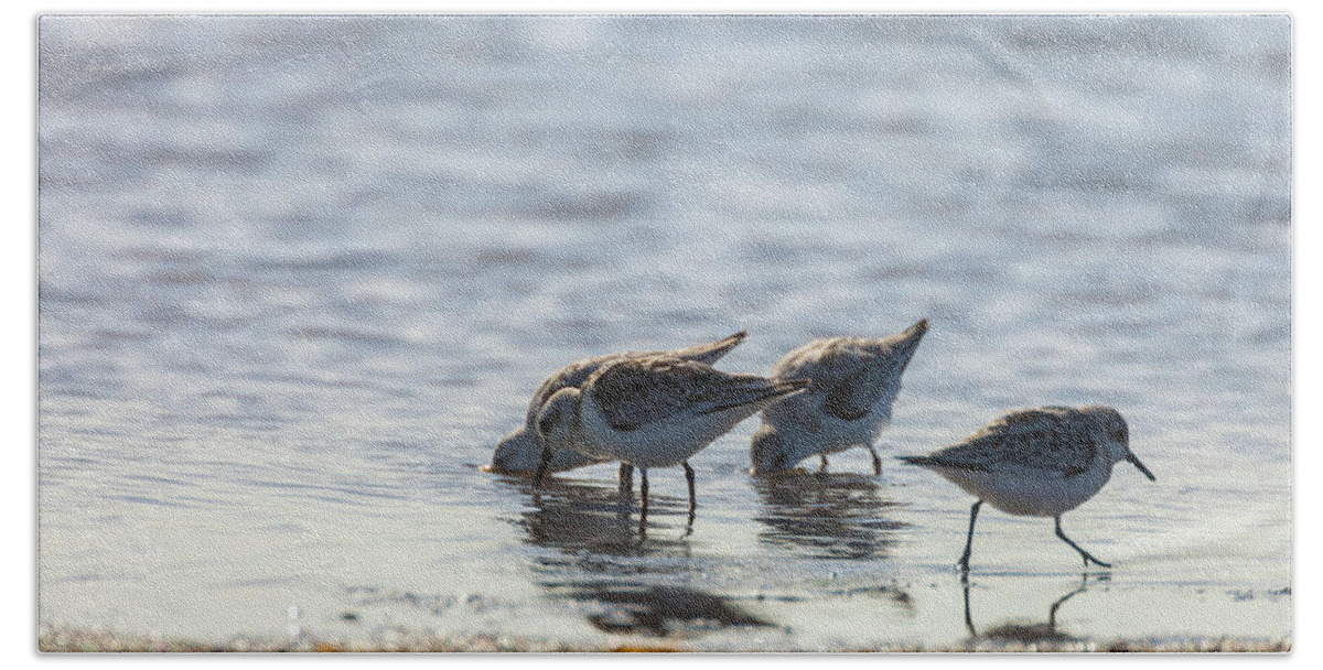 Calidris Mauri Beach Towel featuring the photograph Sandpipers by Jonathan Nguyen