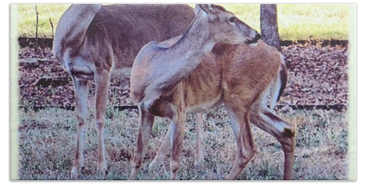 Wildlifephotography Beach Towel featuring the photograph Saturday Morning #deer #yoga by Austin Tuxedo Cat