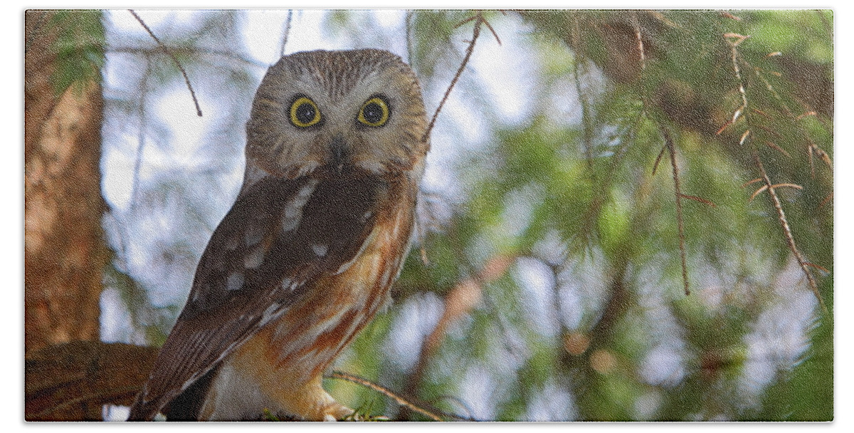 Owl Beach Sheet featuring the photograph Saw-whet Owl by Bruce J Robinson