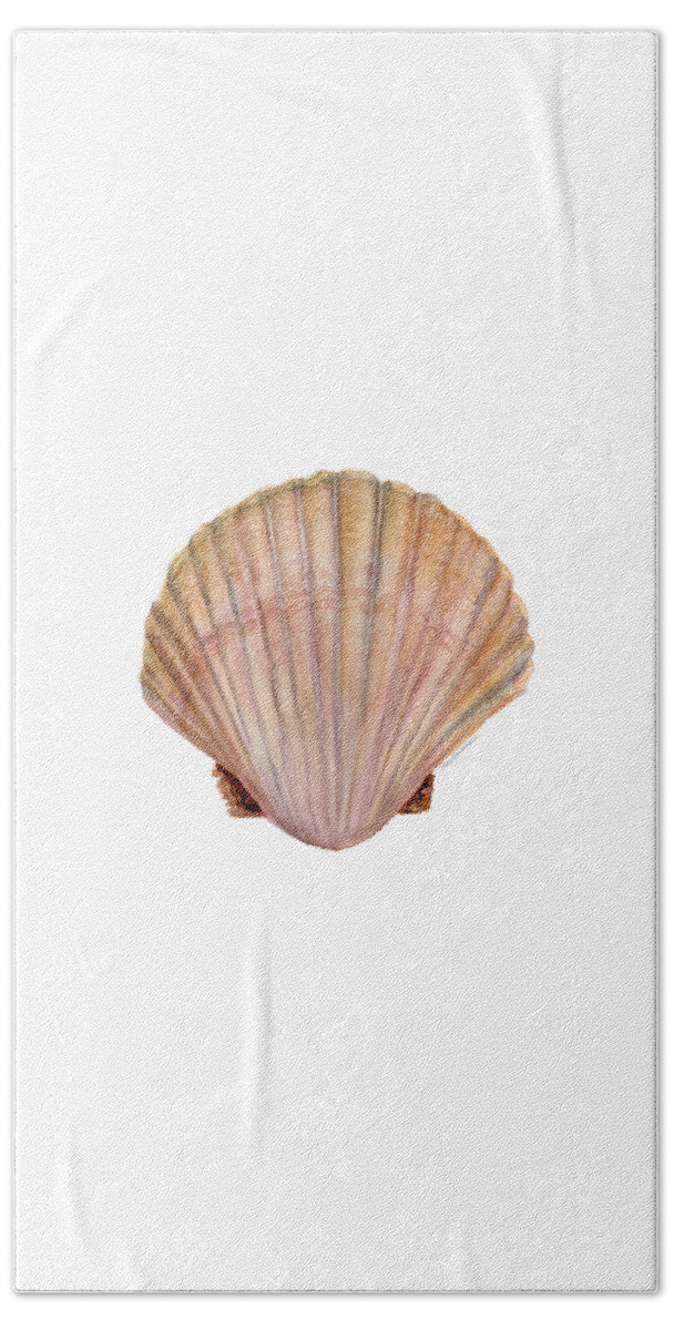 Scallop Shell Painting Beach Towel featuring the painting Scallop Shell by Amy Kirkpatrick