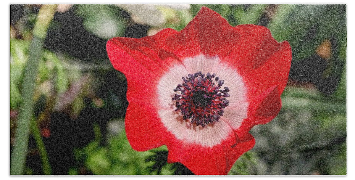 Anemone Beach Sheet featuring the photograph Scarlet Anemone by Living Color Photography Lorraine Lynch