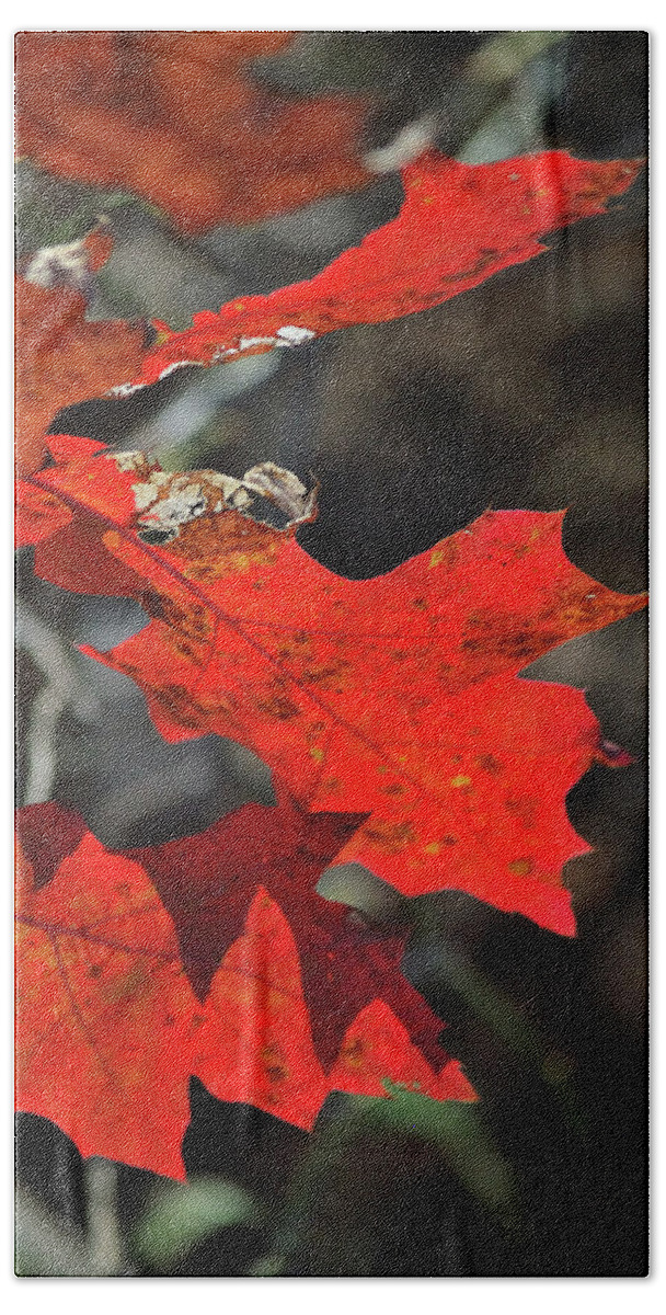 Autumn Beach Towel featuring the photograph Scarlet Autumn by Ron Cline