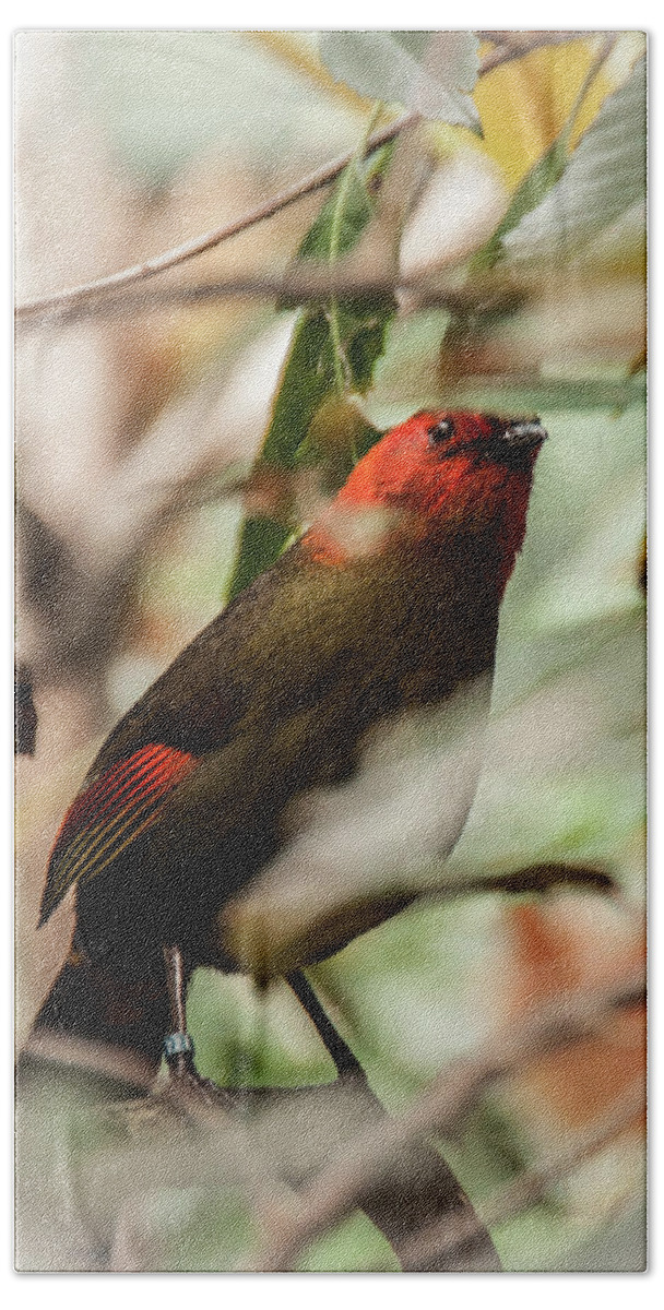 Scarlet-faced Liocichla.noted Species Variations Beach Sheet featuring the photograph Scarlet-faced Liocichla by Daniel Hebard