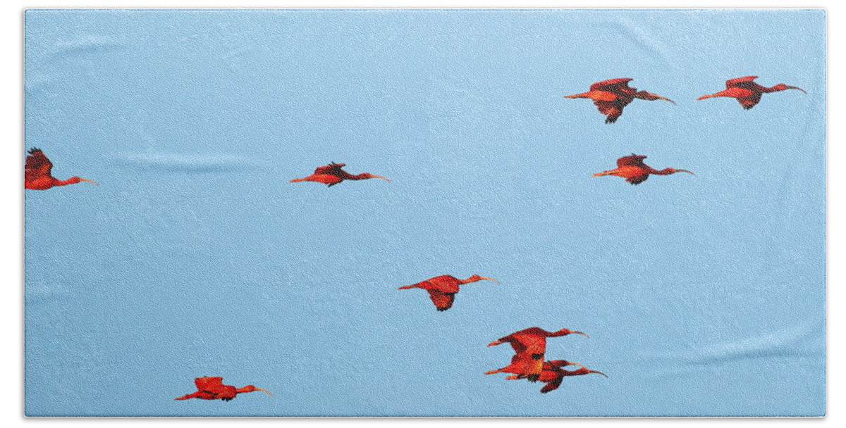 Trinidad Beach Towel featuring the photograph Scarlet Ibis at Caroni Swamp by Steve Wolfe
