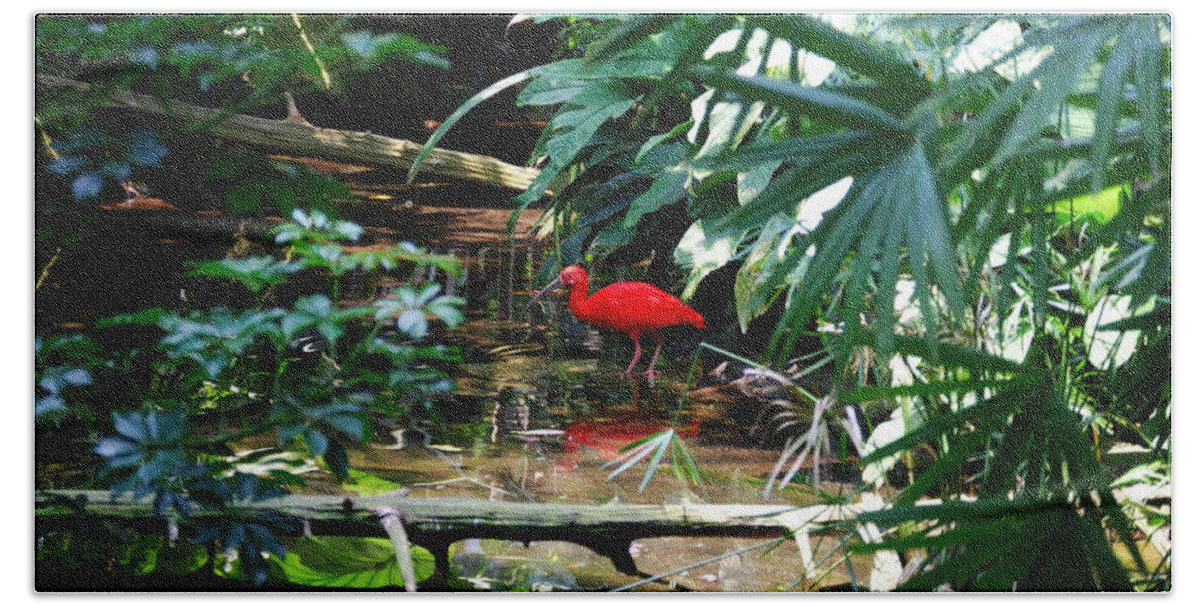 Scarlet Ibis Beach Towel featuring the photograph Scarlet Ibis by Eric Liller