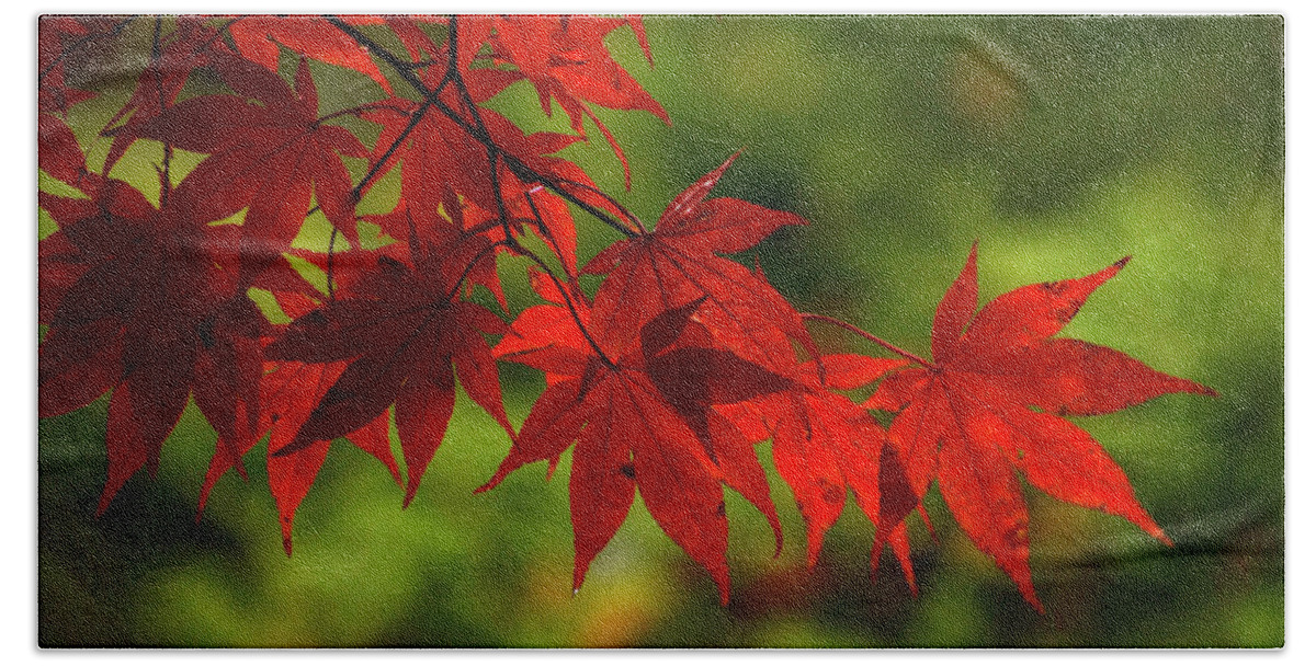 Maple Beach Towel featuring the photograph Scarlet Leaves by Ann Bridges