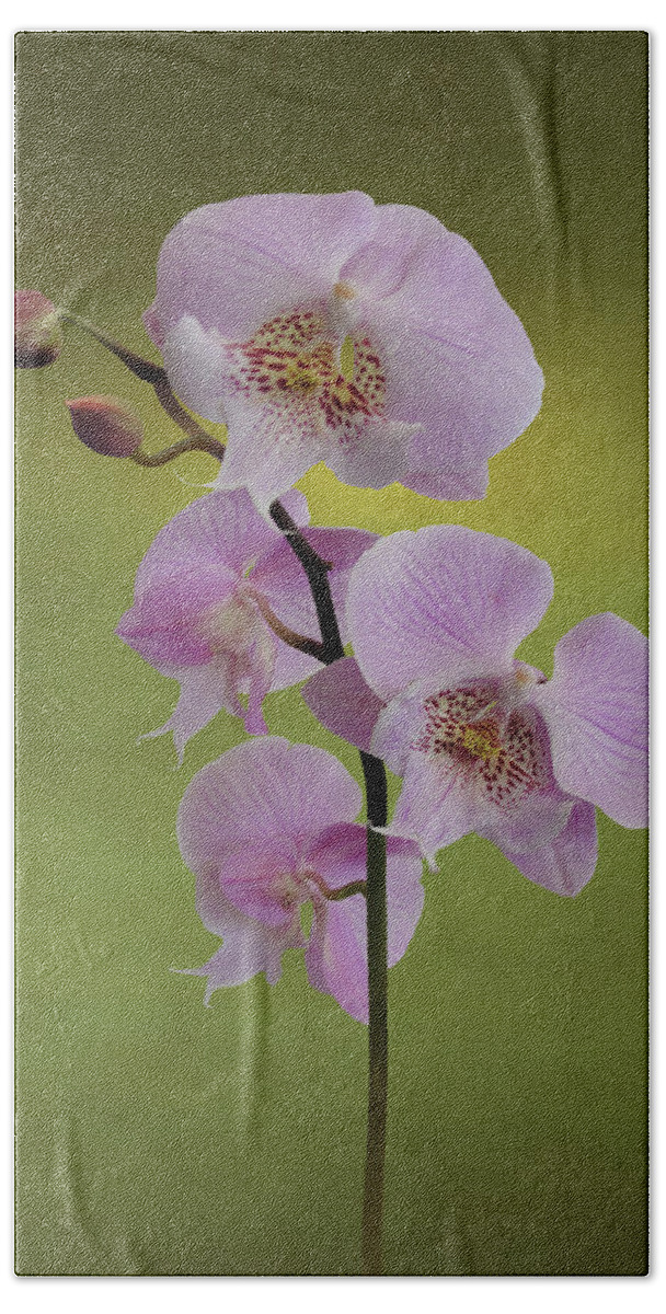 Orchid Beach Sheet featuring the digital art Schiller's Phalaenopsis by M Spadecaller